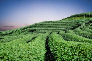Biohacking, Fettabbau und die Rolle des Grünen Tees: Eine wissenschaftliche Perspektive